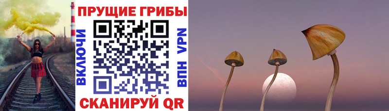 купить наркотик  Бирск  Псилоцибиновые грибы Psilocybine cubensis 